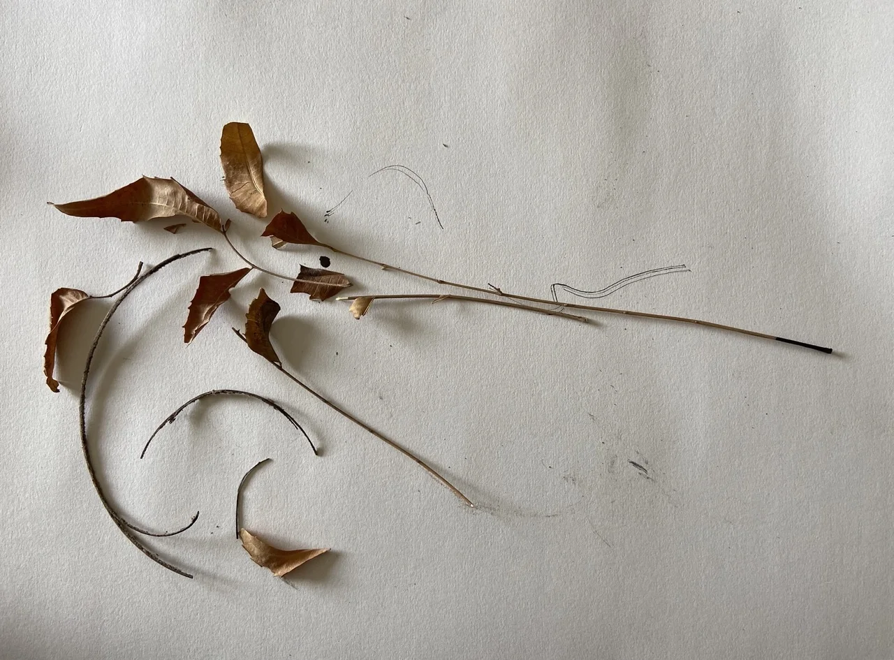 Sweeping Arcs & Curved Ink Marks
