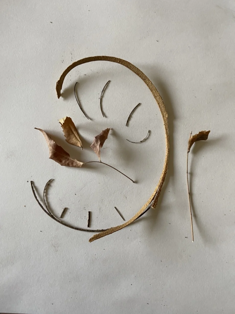 Branching Twig Fine Lines