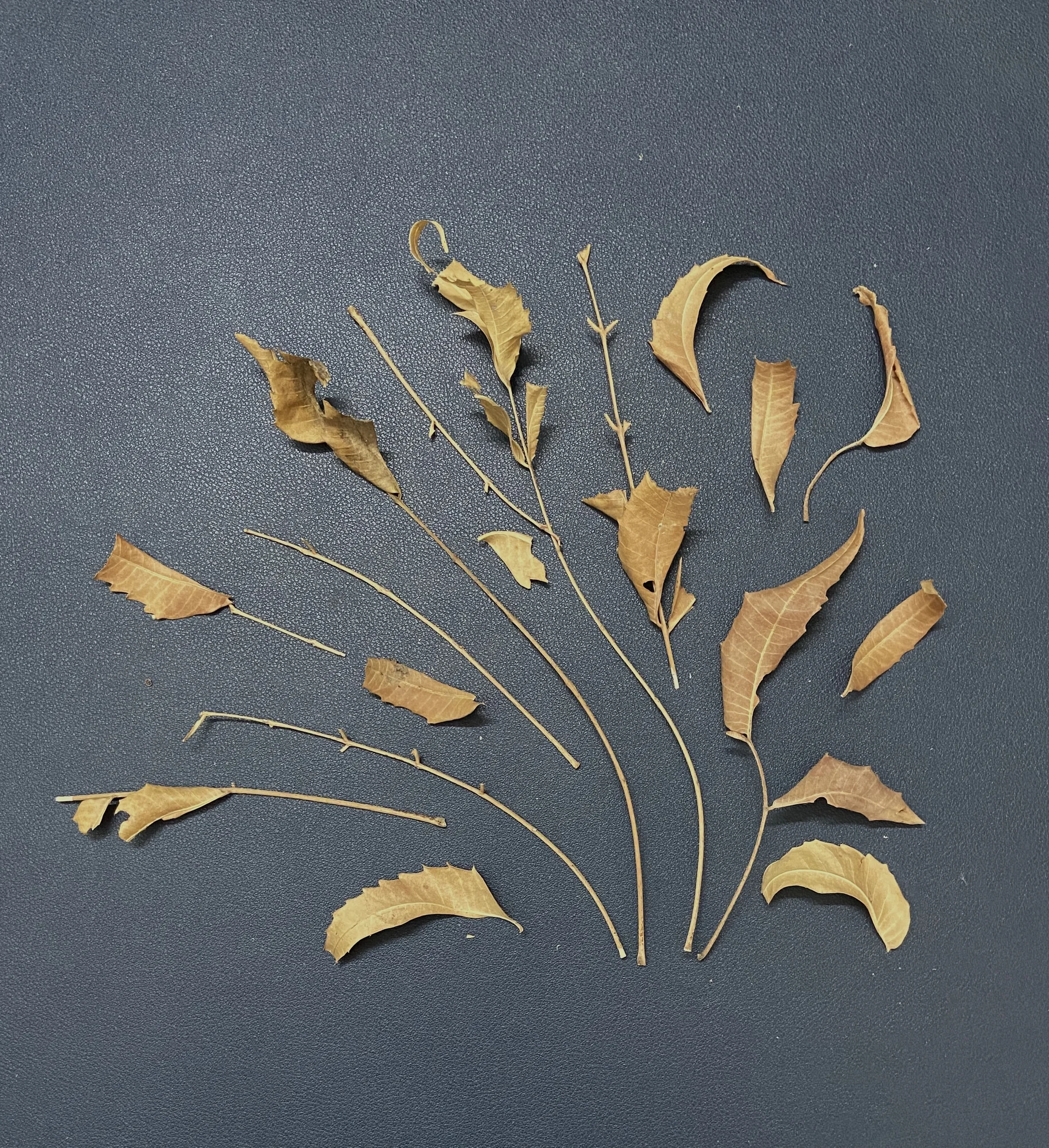Collected Neem Twigs, Seed Pods, and Leaves
