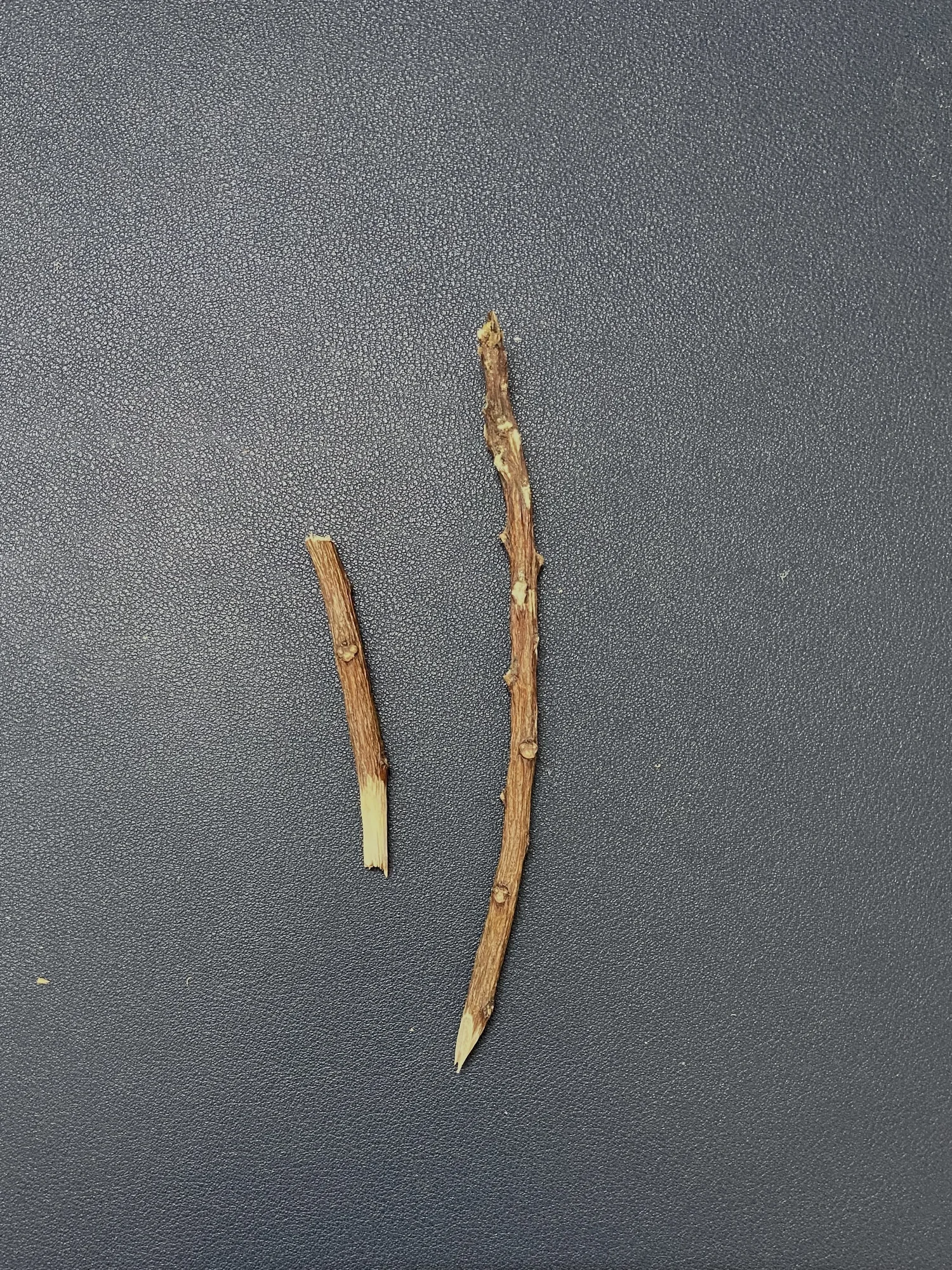 Assorted Dried Foliage and Organic Fragments