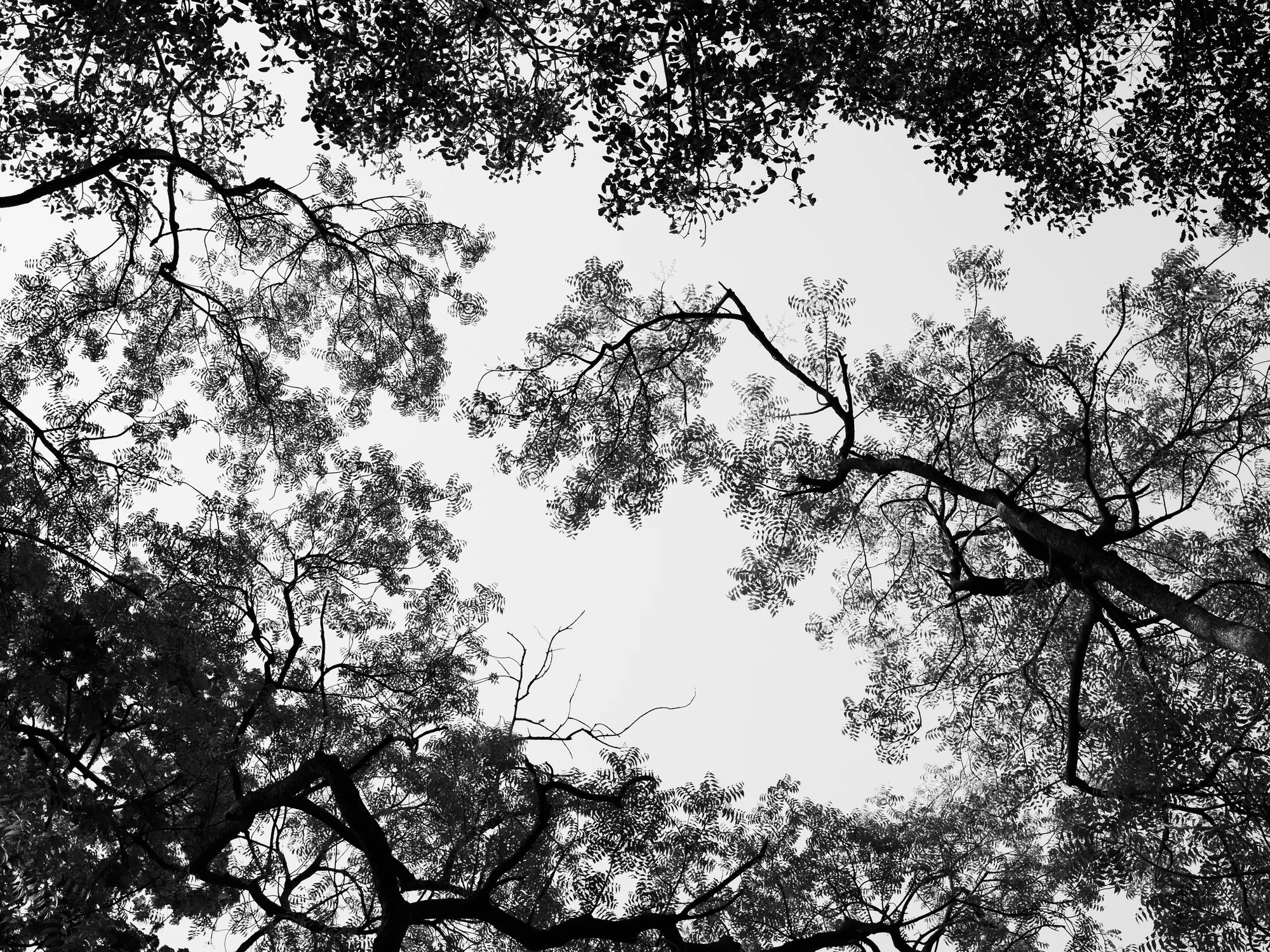 Tranquil Green Tree Canopies and Walkways
