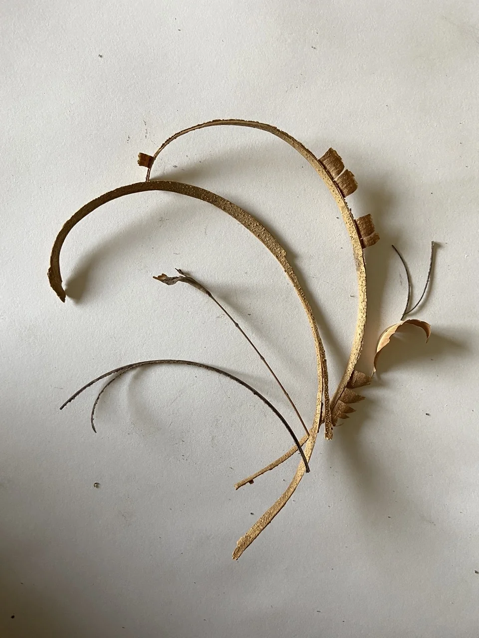 Organic Twig Arc and Spatial Tension