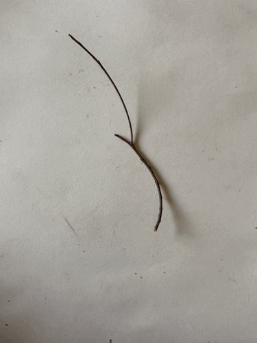 Stop-Motion Sequence of Moving Twigs